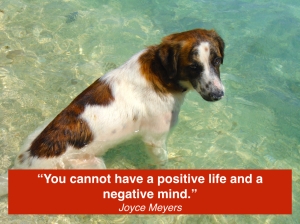 "You cannot have a positive life and a negative mind." Joyce Meyers PHOTO: Dog in "hot" water - hot diggity dog!