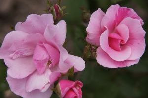 Pinky Pink Rose Flowers 3346DSC