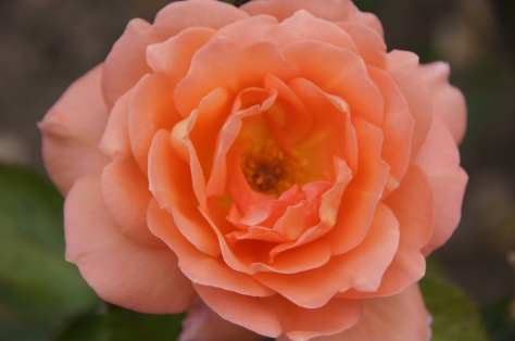 Pretty in peach rose flower / floral frontal view in full bloom (free photo / image / picture).