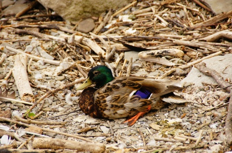 Favorite Canadian Duck -- the Mallard Duck in beautiful blue and green (free photo / image / picture) .